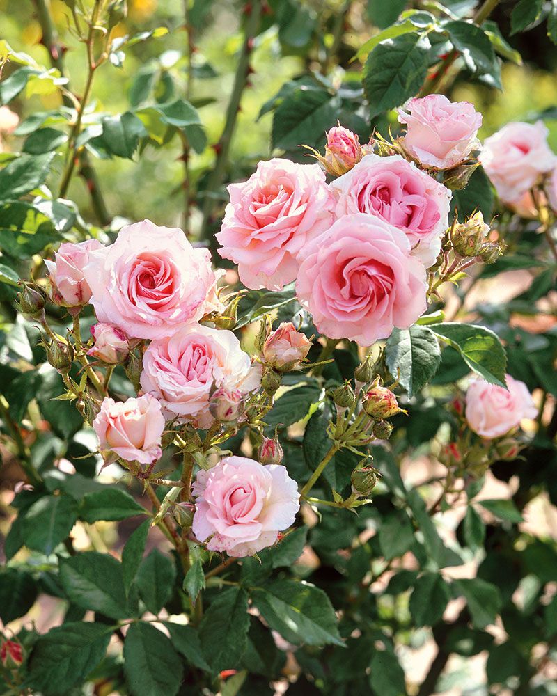 Pensasruusu Morden Blush 3 litran astiataimi