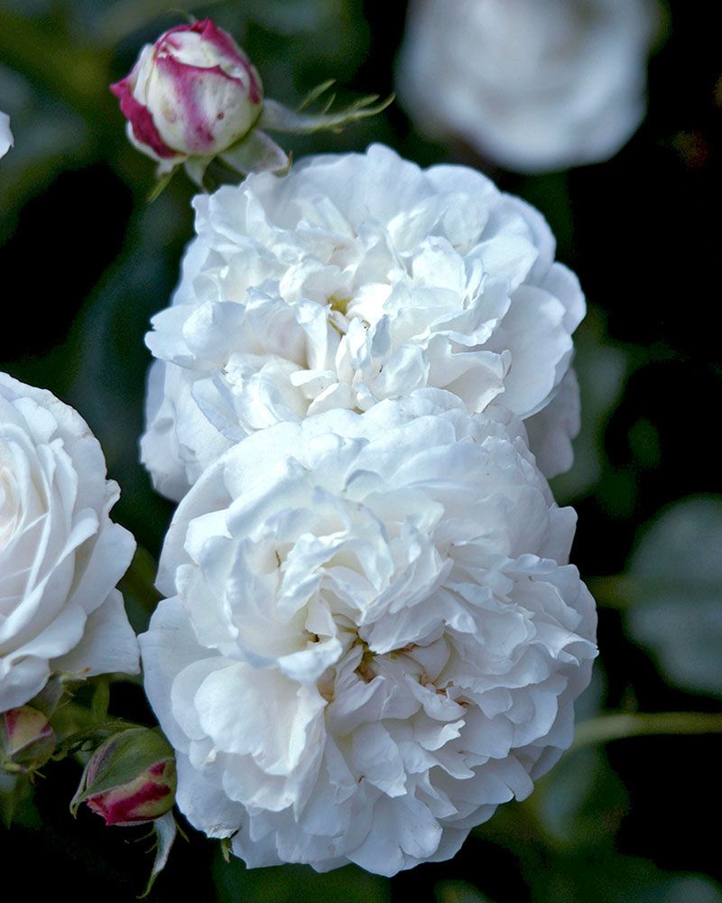 Bourbonruusu Boule de Neige