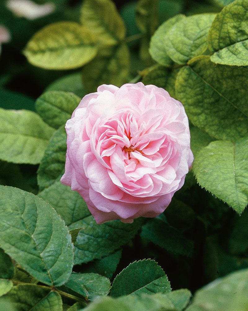 Ranskanruusu Duchesse de Montebello