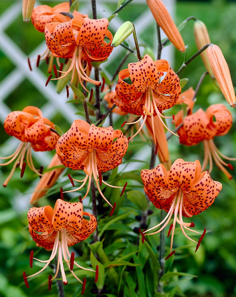 Tiikerililja Splendens 5 kpl