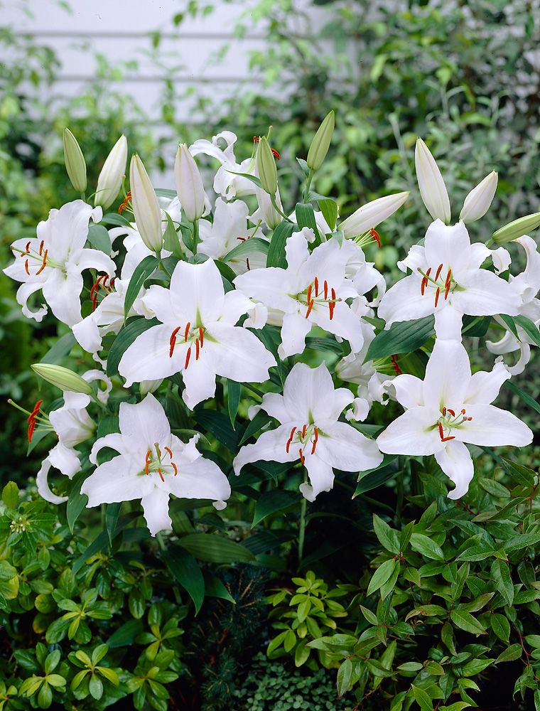 Oriental-lilja Mother´s Choice 10 kpl
