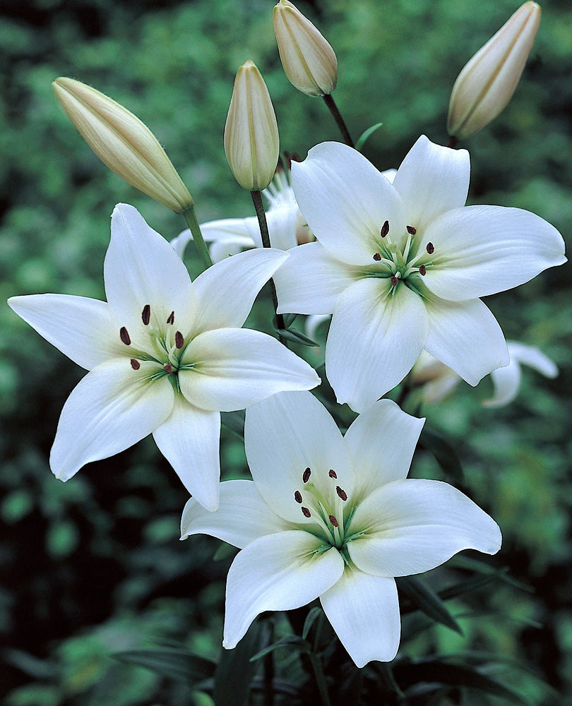 Värililja Navona 10 kpl