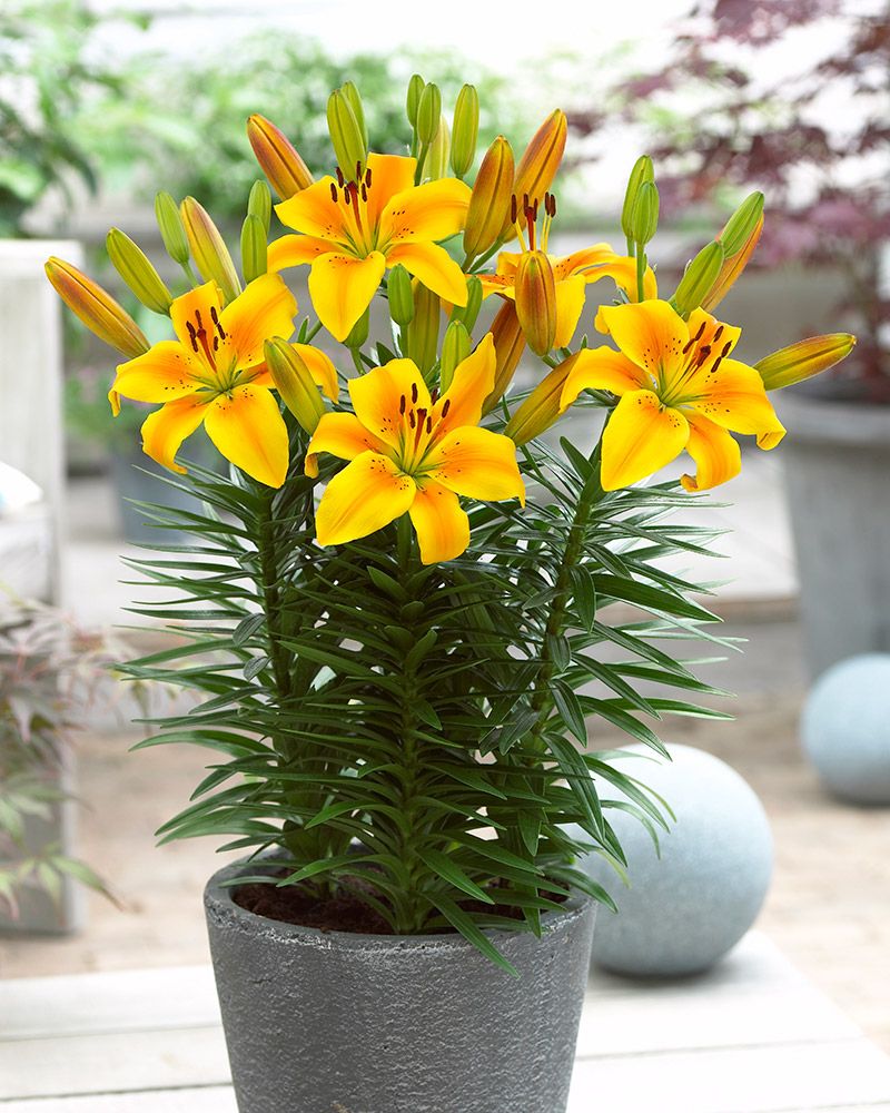 Värililja Golden Joy 10 kpl