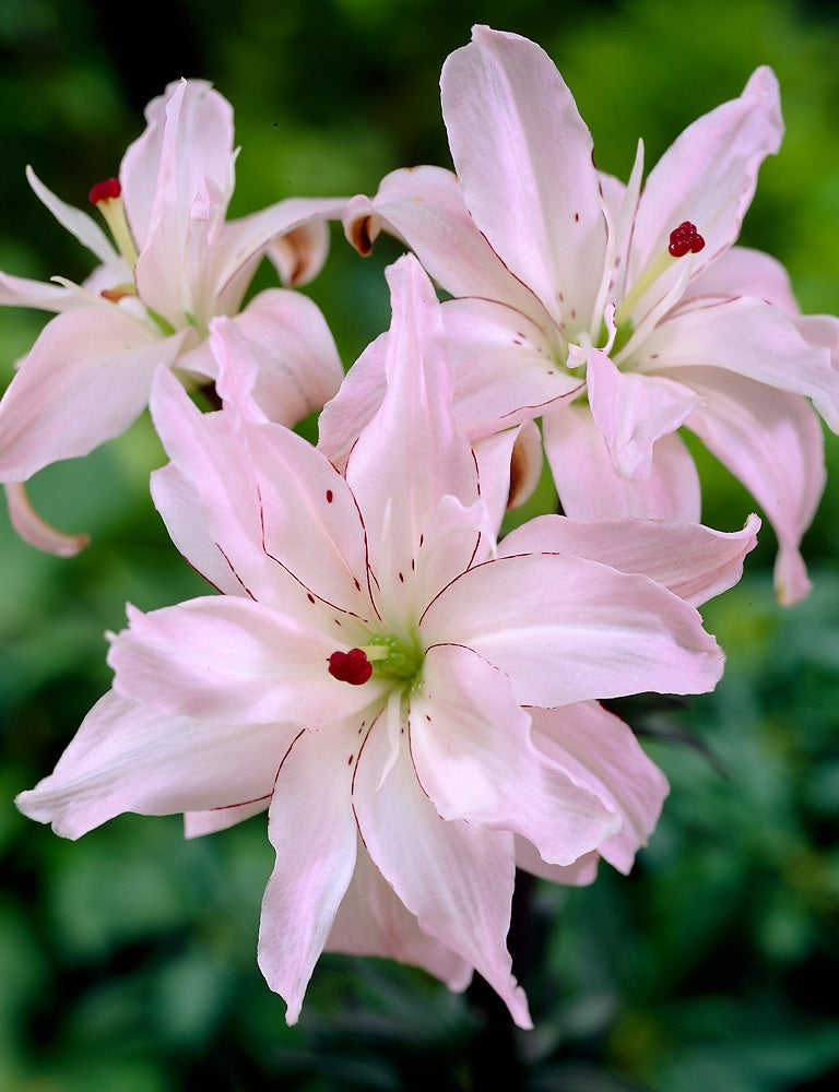 Kerrattu värililja Spring Pink 10 kpl