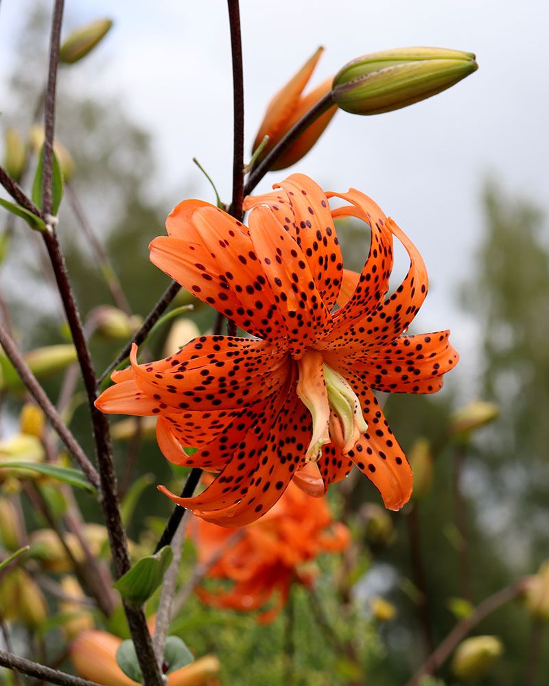 Tiikerililja Flore Pleno 5 kpl