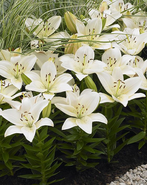 Matala värililja Happy Eskimo 10 kpl