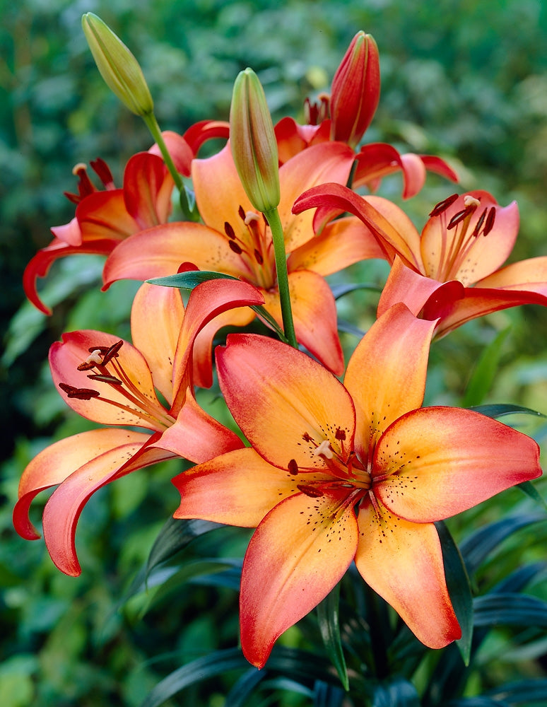 Lilja LA-hybridi Royal Sunset 10 kpl