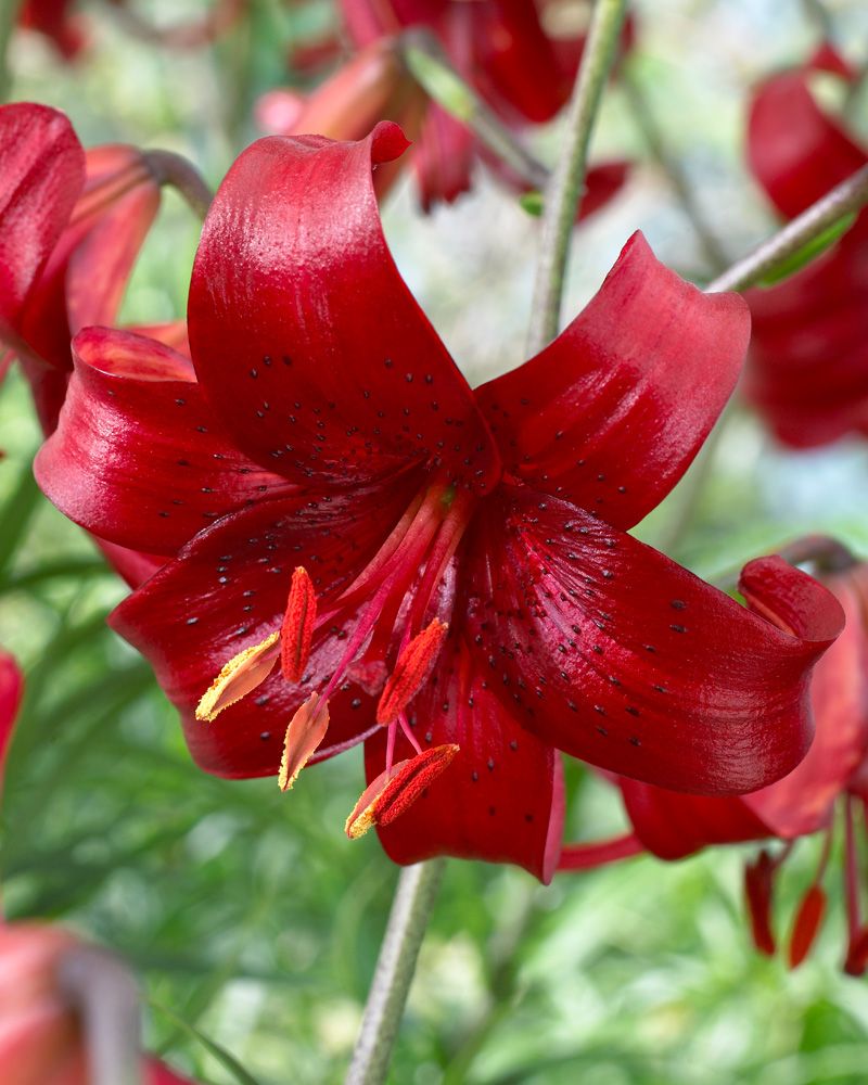 Tiikerililja Red Velvet