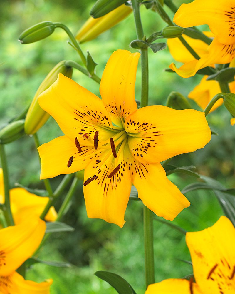 Tiikerililja Yellow Bruse 5 kpl