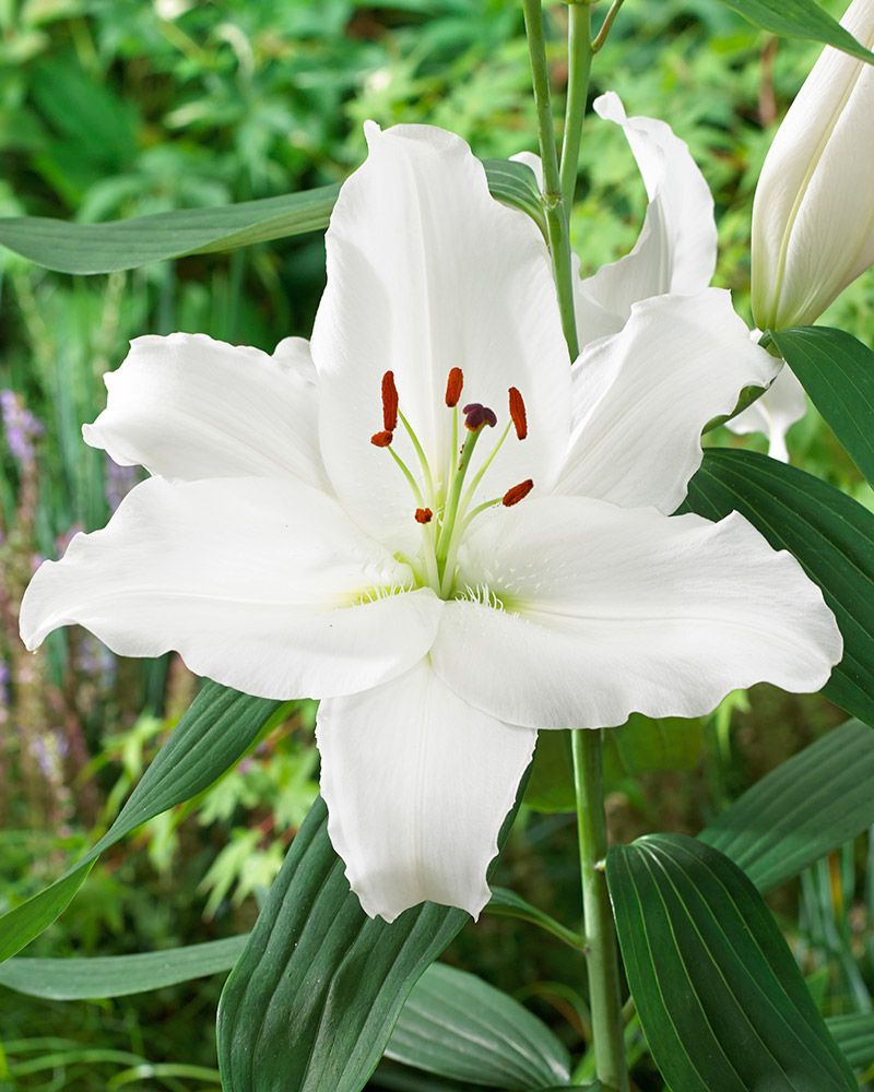 Oriental-lilja Indus 10 kpl