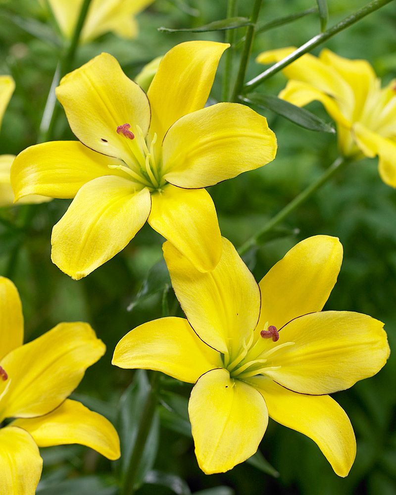 Siitepölytön värililja Yellow Cocotte 5 kpl