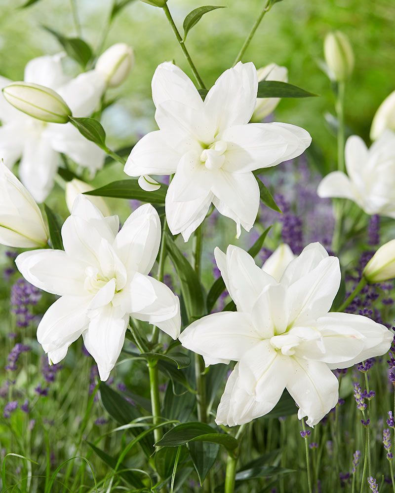 Kerrattu Oriental-lilja Lotus Pure 5 kpl