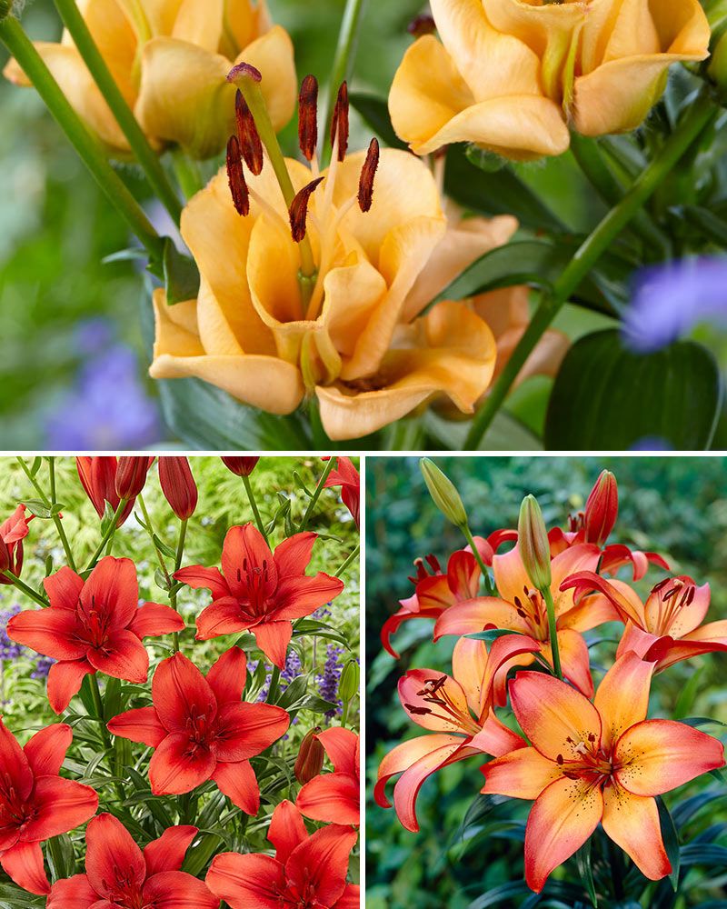 Hehkuva lilja mix 25 kpl