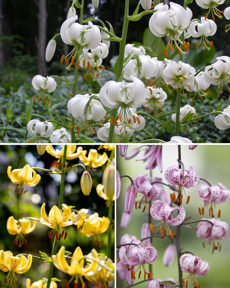 Marhanlilja mix 9 kpl