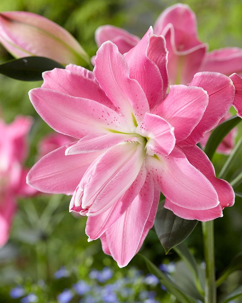 Kerrattu Oriental-lilja Lotus Wonder 5 kpl