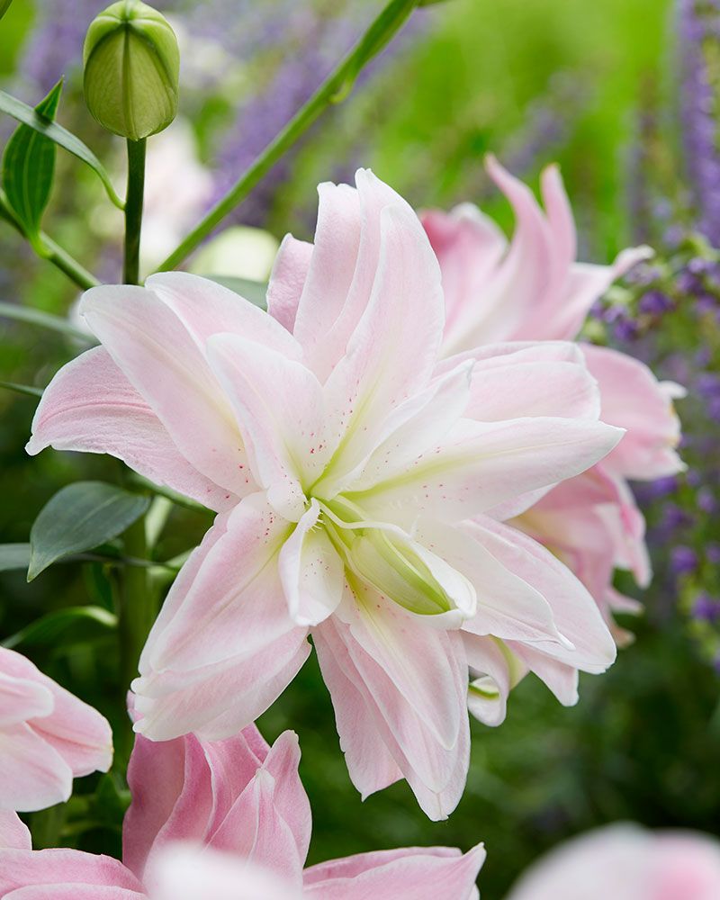 Kerrattu Oriental-lilja Lotus Queen 5 kpl