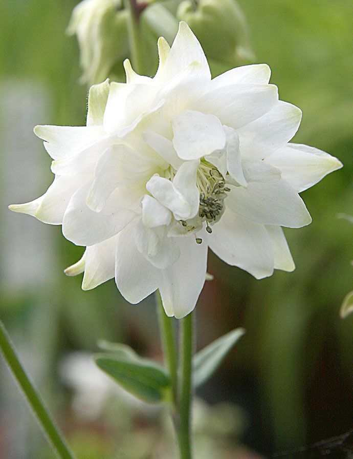 Lehtoakileija White Barlow 5 kpl