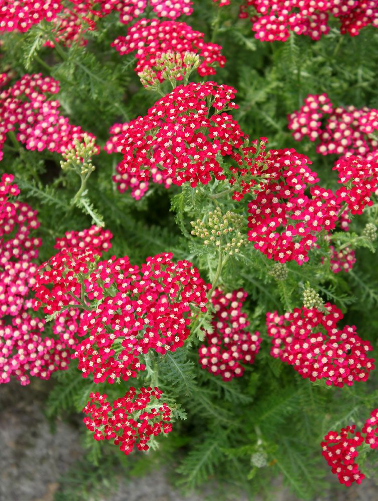 Punakärsämö Paprika 5 kpl