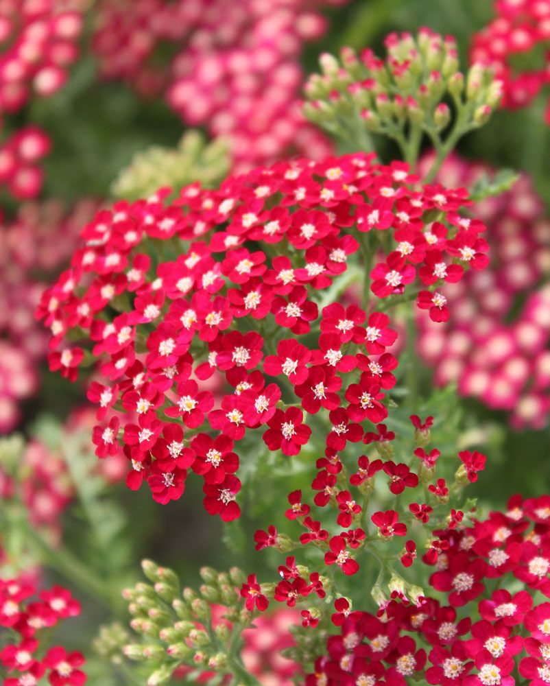 Punakärsämö Paprika 5 kpl