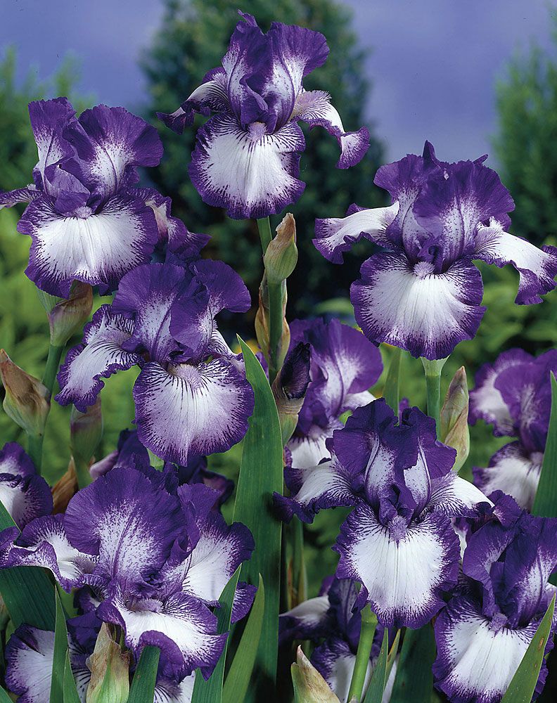 Purppurainen-perennapenkki syyssipuleilla 118 kpl