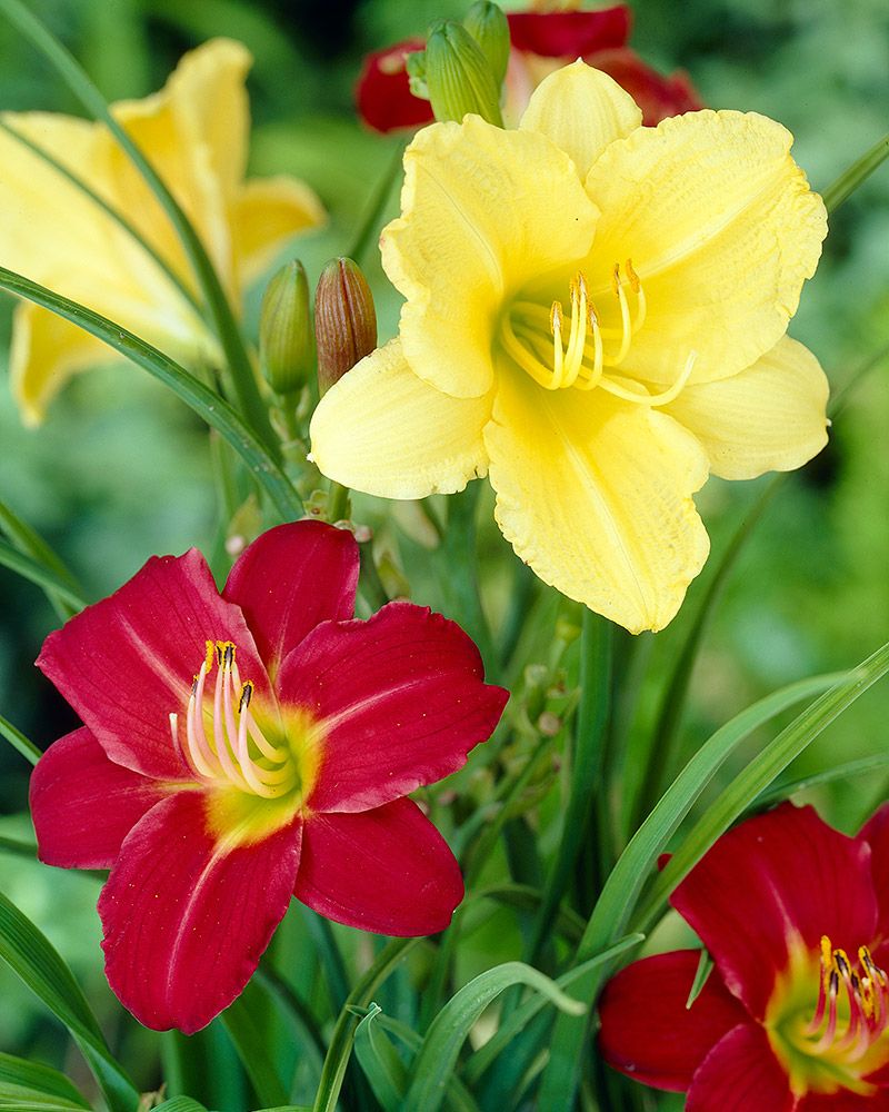Päivänlilja-lajitelma 6 kpl