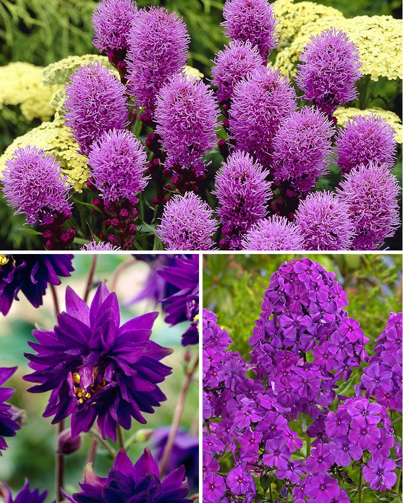Purppurainen-perennalajitelma 35 kpl
