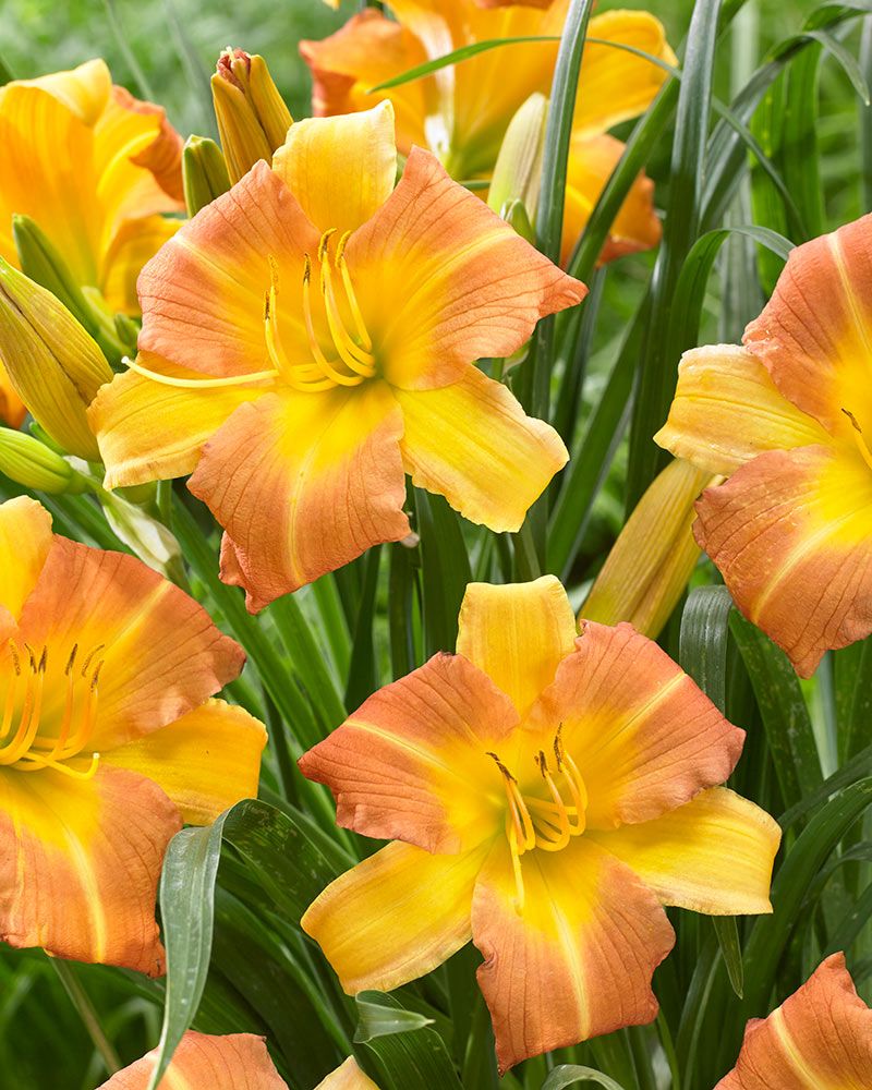 EveryDaylily Punch Yellow 3 kpl