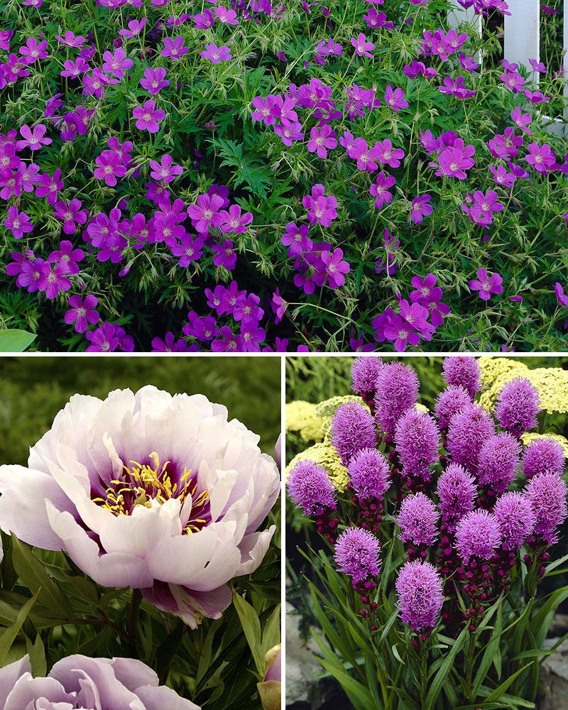 Purppurainen perhosmix 31 kpl