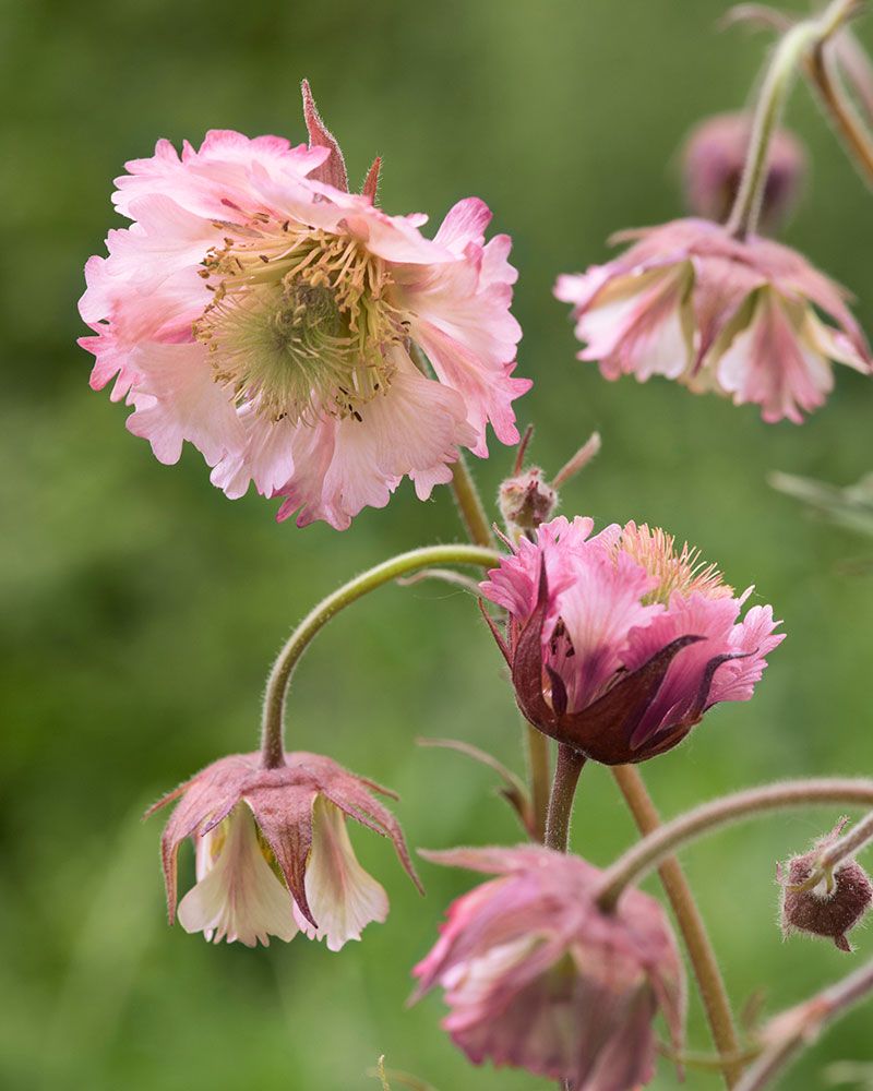 Kellukka Pink Fluffy 3 kpl