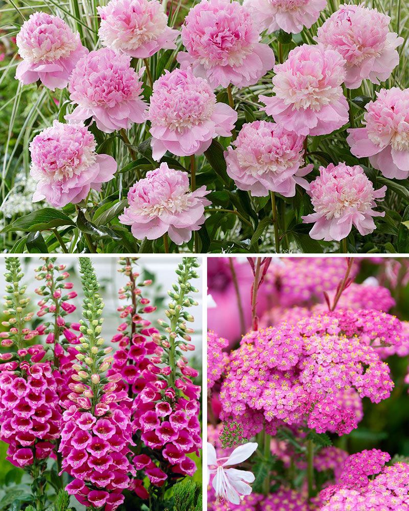 Pinkki perennalajitelma 9 kpl