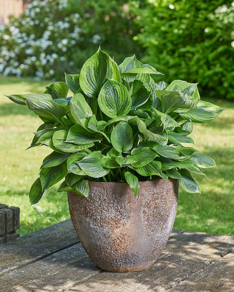 Kuunlilja Green Patriot 3 kpl