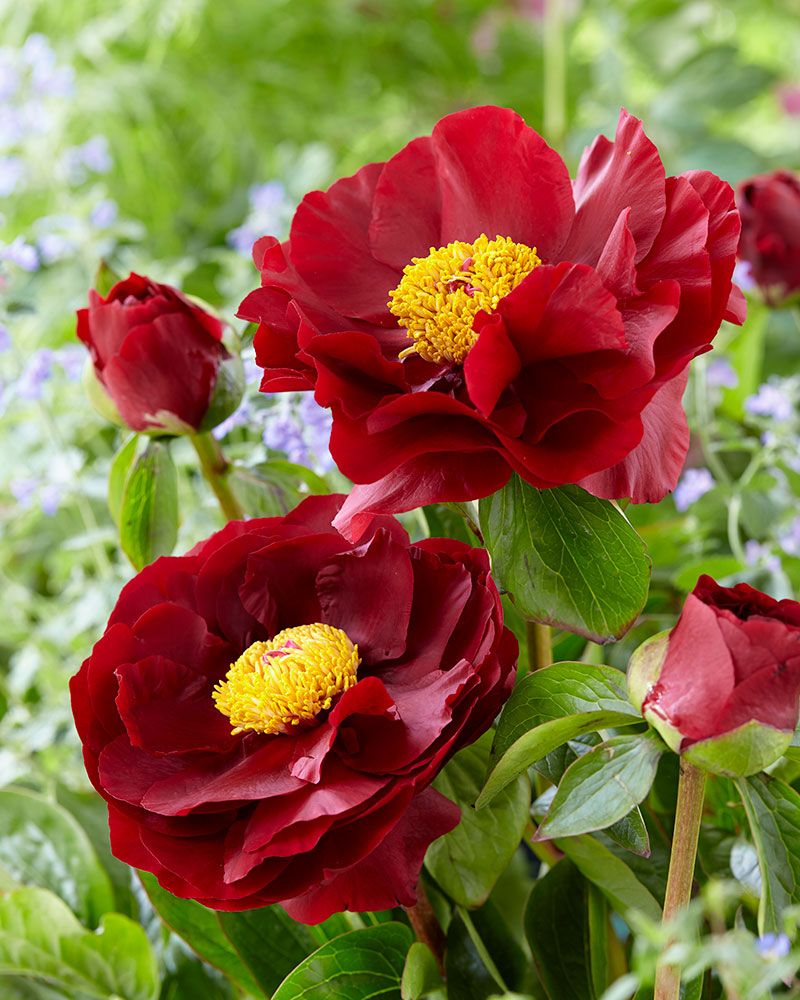 Hybridipioni Mackinac Grand