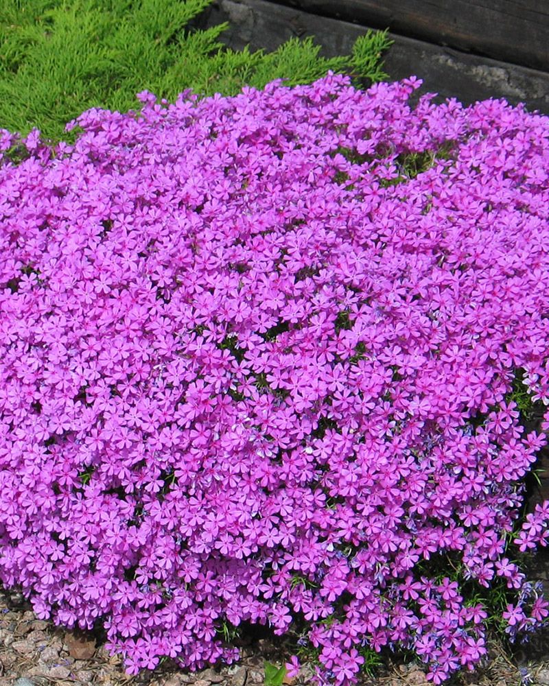 Pörriäiskeidas-perennapenkki syyssipuleilla 103 kpl