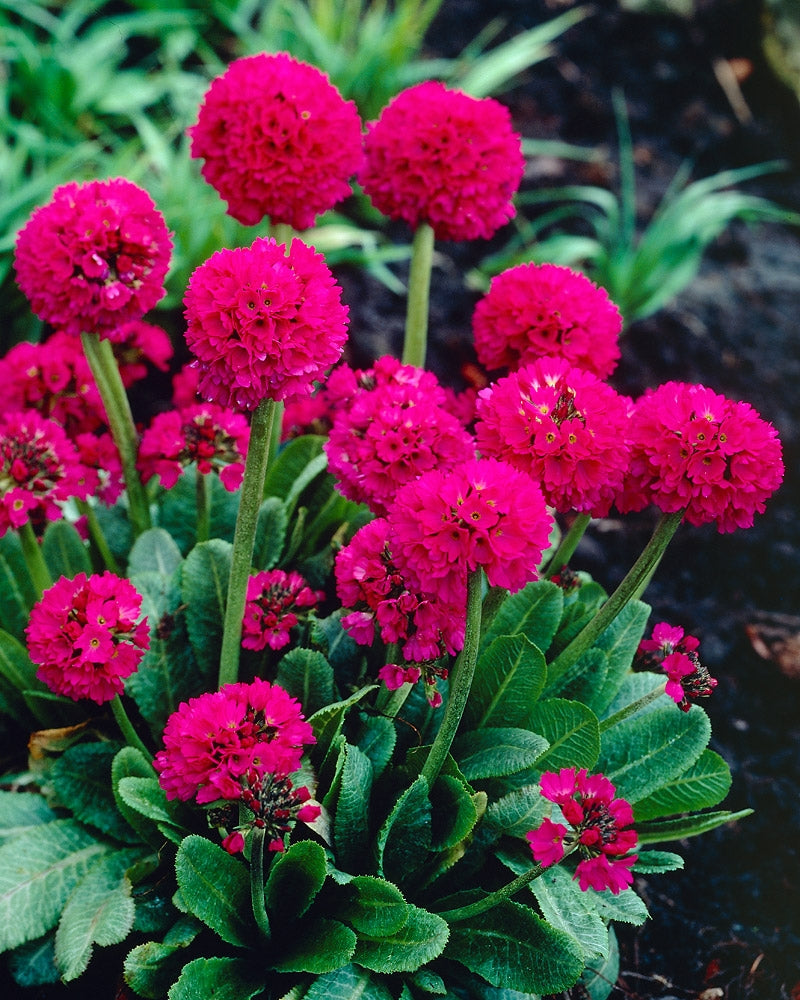 Palloesikko Rubra 6 kpl