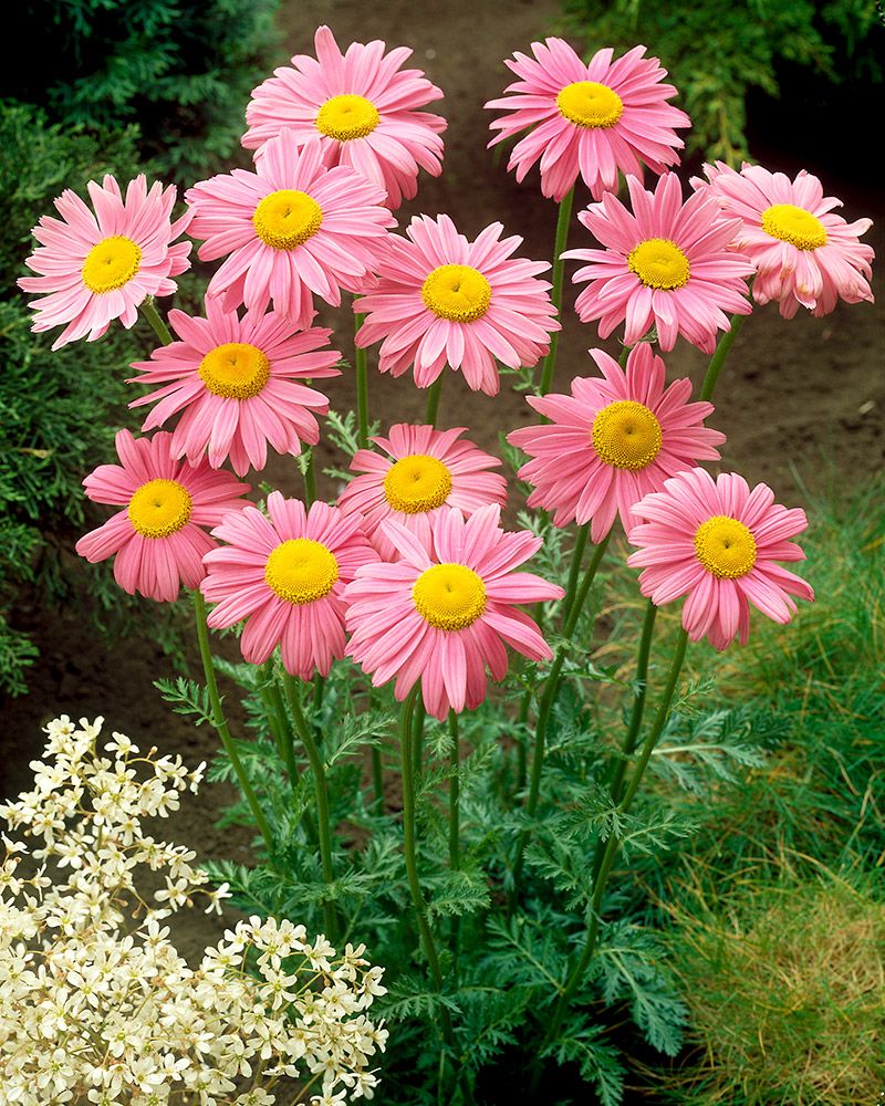 Hunajainen-perennapenkki syyssipuleilla 108 kpl