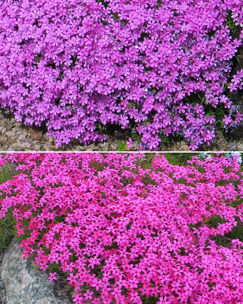 Sammalleimu pinkki-lila mix 6 kpl