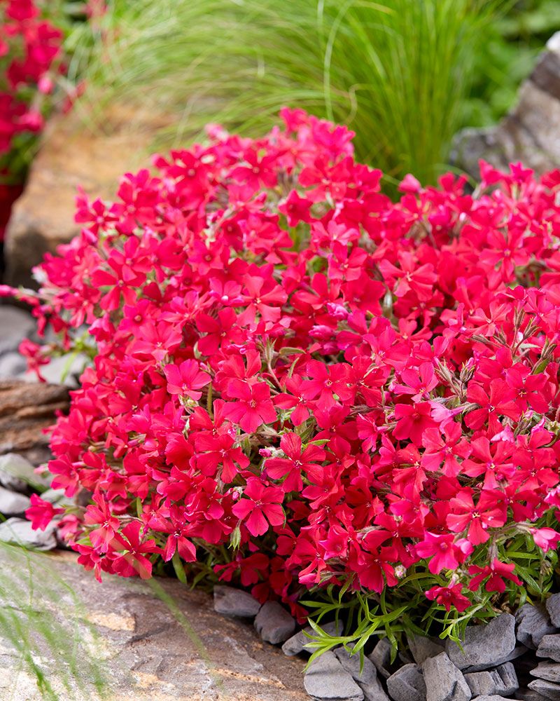 Sammalleimu Really Red 3 kpl