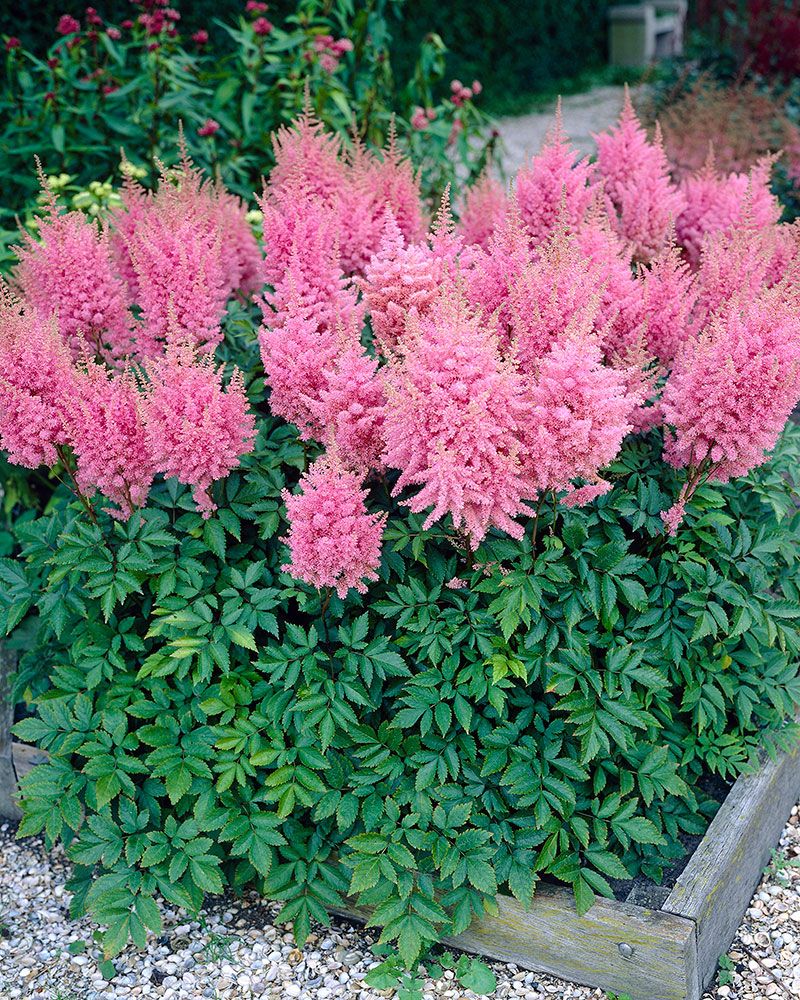 Jaloangervo Gloria Purpurea 3 kpl