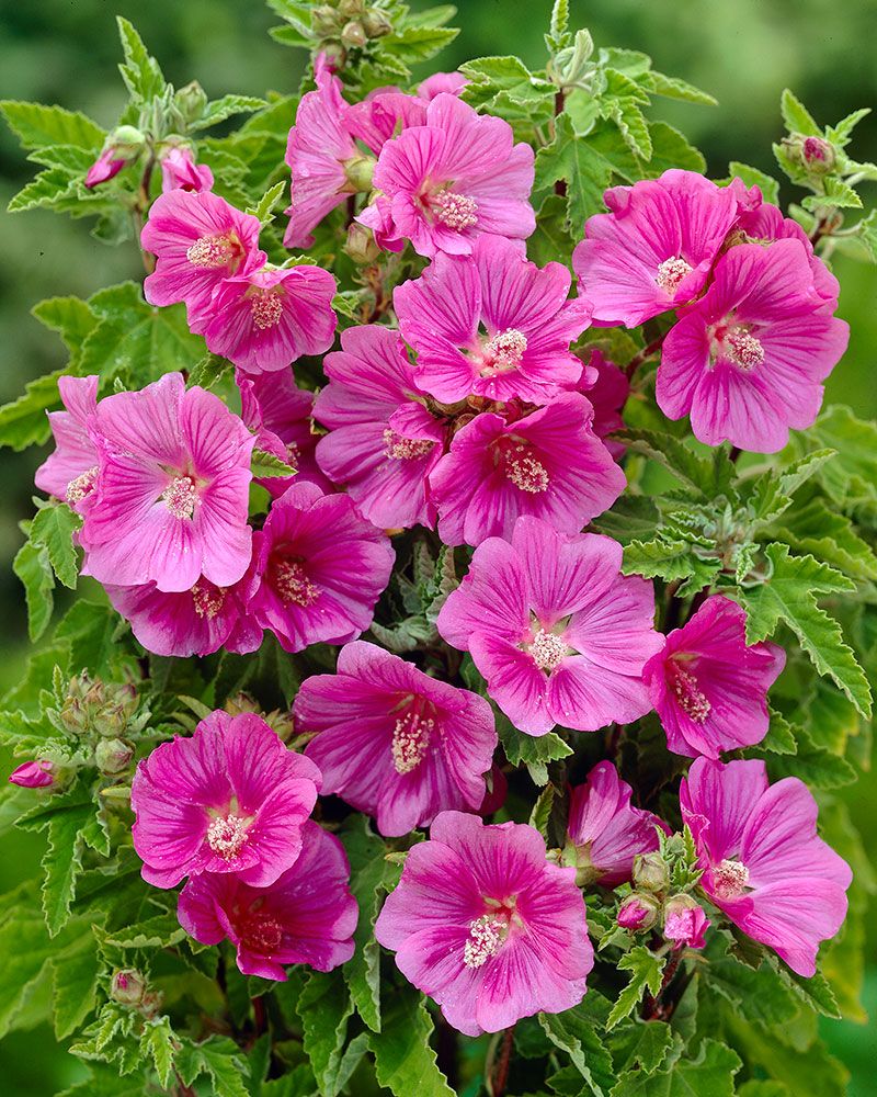 Pensasmalvikki Bredon Springs