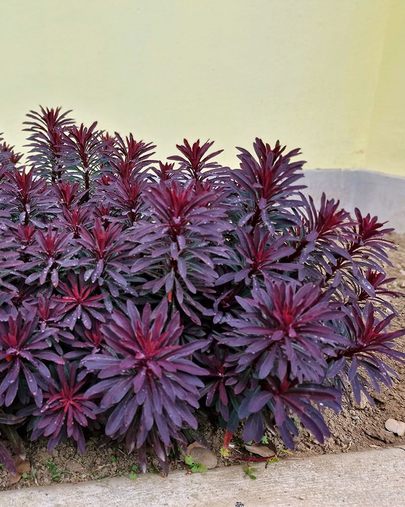 Tyräkki Miner's Merlot 3 kpl