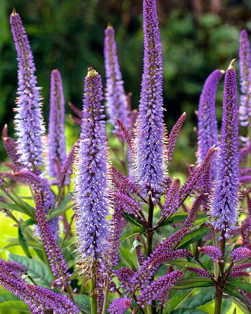 Purppurapörriäinen-perennapenkki 18 kpl