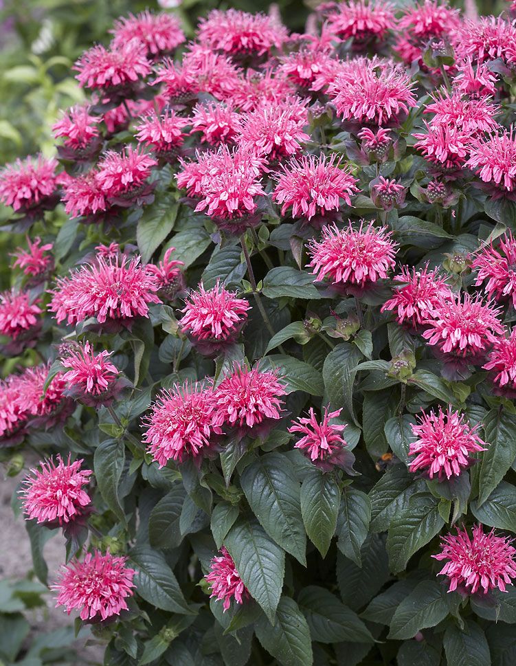 Suviromanssi-perennapenkki syyssipuleilla 123 kpl