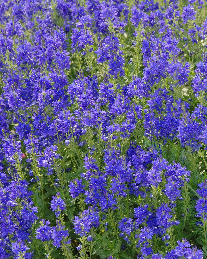 Loistotädyke Crater Lake Blue