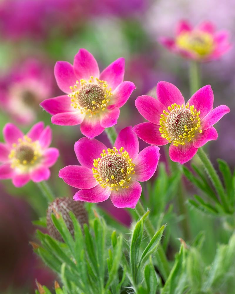Amerikanvuokko Annabella Deep Rose 3 kpl