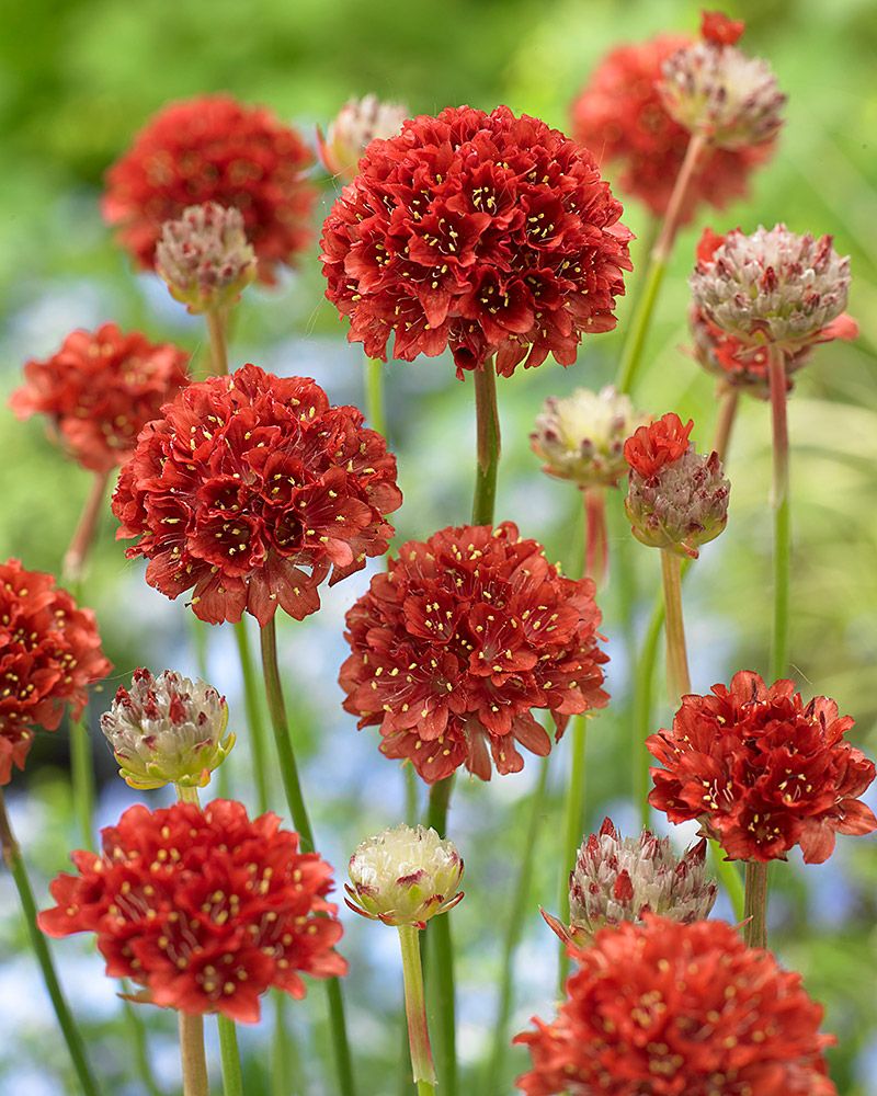 Maljalaukkaneilikka Ballerina Red 3 kpl
