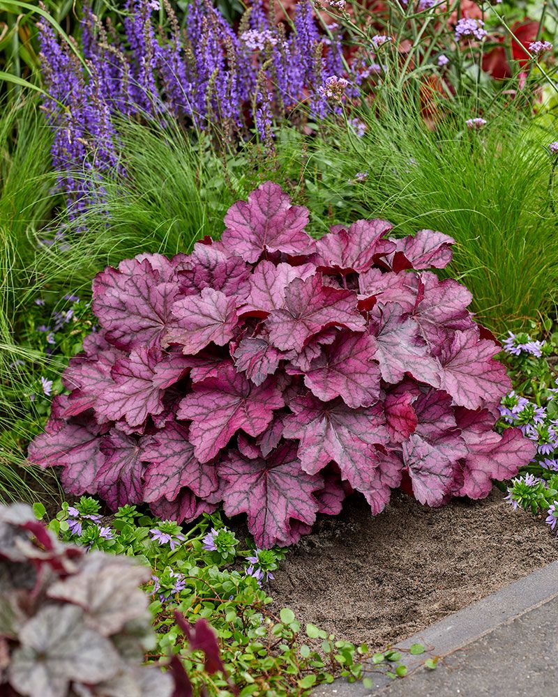 Keijunkukka Wild Rose 3 kpl