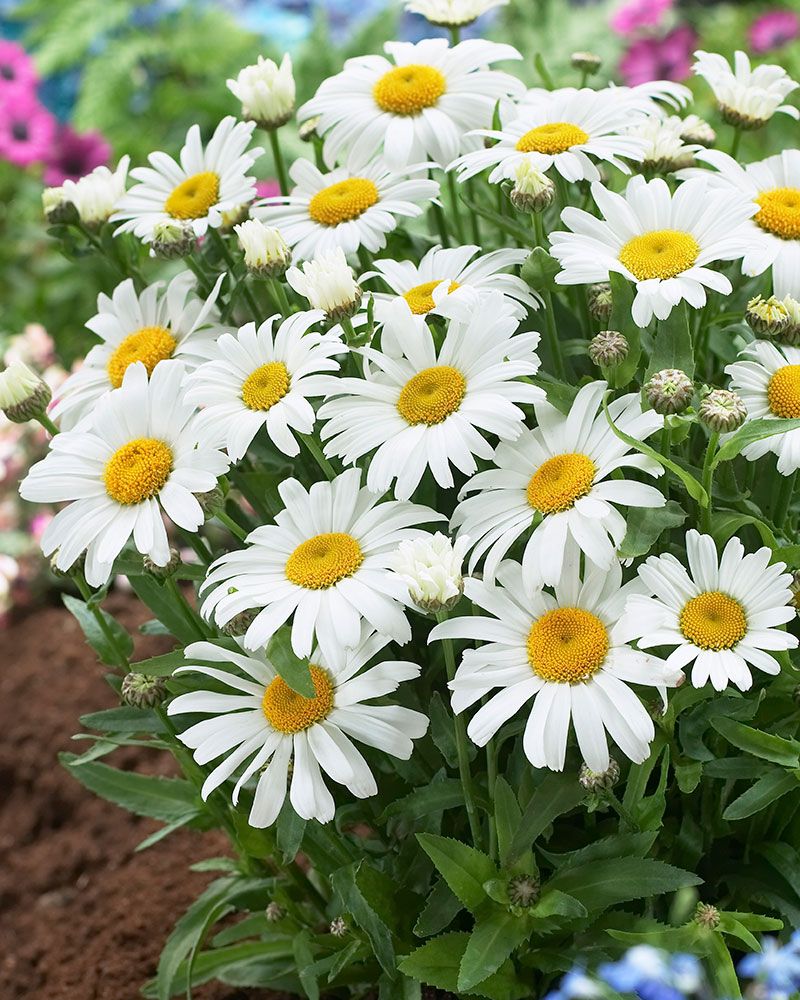 Prinsessankakkara Dwarf Snow Lady 3 kpl