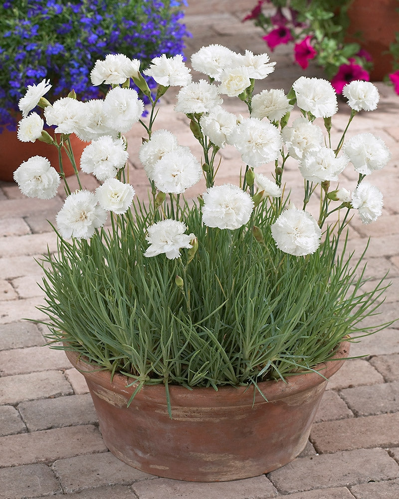 Sulkaneilikka Haytor White 3 kpl