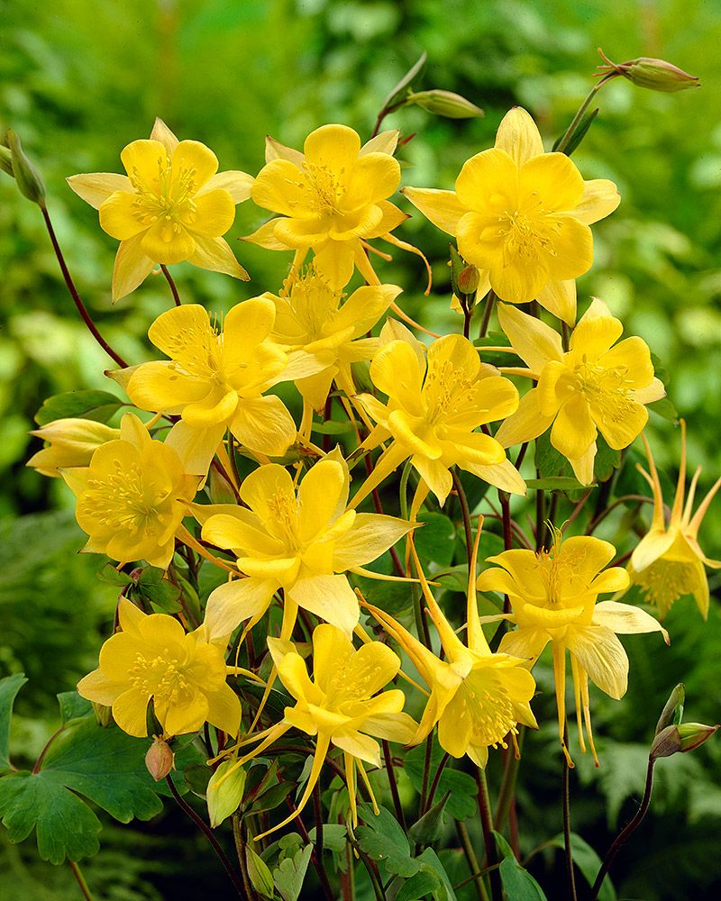 Kulta-akileija Yellow Queen 3 kpl