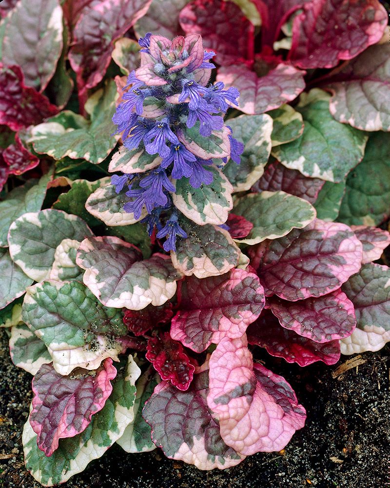 Rönsyakankaali Burgundy Glow 3 kpl